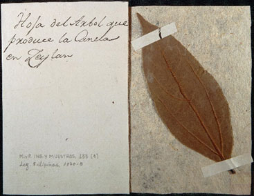 Figura 4. Hoja del árbol de la canela producidas en Ceilán. Fuente. Archivo General de Indias. MP-INGENIOS, 133.